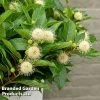 Cephalanthus Occidentalis 'Honeyballs'
