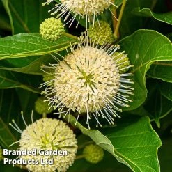 Cephalanthus Occidentalis 'Honeyballs' -plant CEPH HONEYBALL S44115