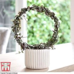 T&M's Choice House Plant Mix -plant CERO WKB7254 B2