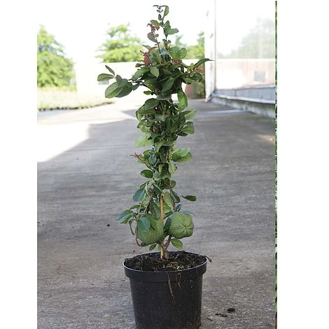 Chaenomeles X Superba 'Elly Mossel' 2 Chaenomeles X Superba 'Elly Mossel' - Image 2