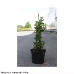 Chaenomeles X Superba 'Jet Trail' -plant CHAE T66127 B h