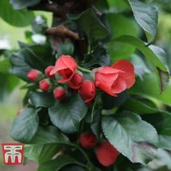 Chaenomeles 'Orange Storm' -plant CHAE T79995 D