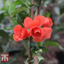 Chaenomeles 'Orange Storm' -plant CHAE T79995 F