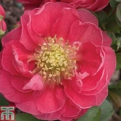 Chaenomeles 'Pink Storm' -plant CHAE T79996 A