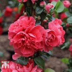 Chaenomeles 'Pink Storm' -plant CHAE T79996 C