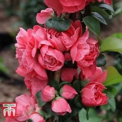 Chaenomeles 'Pink Storm' -plant CHAE T79996 E