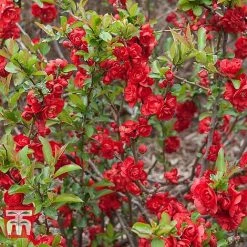 Chaenomeles 'Scarlet Storm' -plant CHAE T79997 B