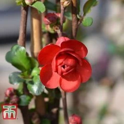 Chaenomeles 'Scarlet Storm' -plant CHAE T79997 E