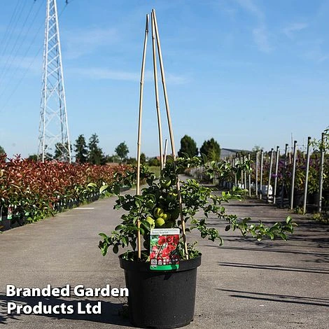 Chaenomeles Superba 'Texas Scarlet' 1 Chaenomeles Superba 'Texas Scarlet'