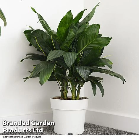 Chamaedorea Metallica 1 Chamaedorea Metallica