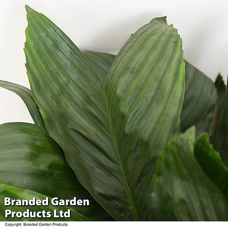 Chamaedorea Metallica 2 Chamaedorea Metallica - Image 2