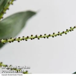 Chamaedorea Metallica 7 Chamaedorea Metallica -plant CHAM METALLICA T49954