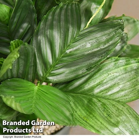 Chamaedorea Metallica In Hydro Pot 2 Chamaedorea Metallica In Hydro Pot - Image 2