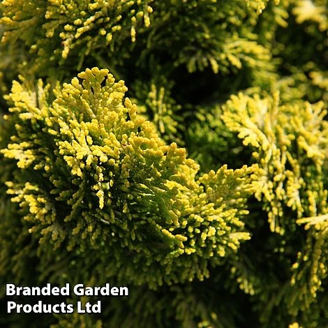 Chamaecyparis Obtusa 'Nana Aurea' 1 Chamaecyparis Obtusa 'Nana Aurea'