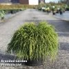 Chamaecyparis Pisifera 'Sungold'