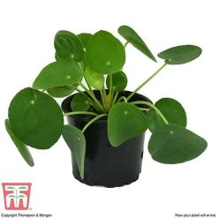 Chinese Money Plant 12 Chinese Money Plant -plant CHI KA8601 C