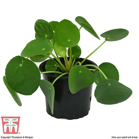 Chinese Money Plant 6 Chinese Money Plant - Image 6
