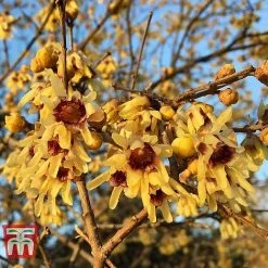 Chimonanthus Praecox 7 Chimonanthus Praecox -plant CHIM T58138 C