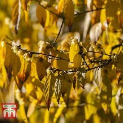 Chimonanthus Praecox 8 Chimonanthus Praecox -plant CHIM T58138 D