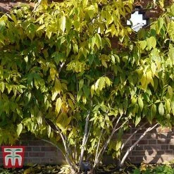 Chimonanthus Praecox 9 Chimonanthus Praecox -plant CHIM T58138 E