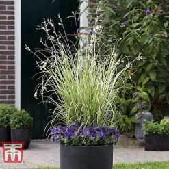 Chlorophytum Saundersiae 'Starlight' 14 Chlorophytum Saundersiae 'Starlight' -plant CHLO KA8720 C