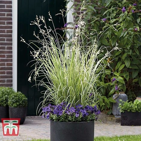 Chlorophytum Saundersiae 'Starlight' 5 Chlorophytum Saundersiae 'Starlight' - Image 5