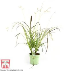 Chlorophytum Saundersiae 'Starlight' 16 Chlorophytum Saundersiae 'Starlight' -plant CHLO KA8720 H