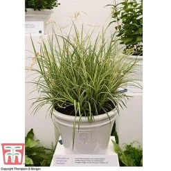 Chlorophytum Saundersiae 'Starlight' 12 Chlorophytum Saundersiae 'Starlight' -plant CHLO KA8720 RHS