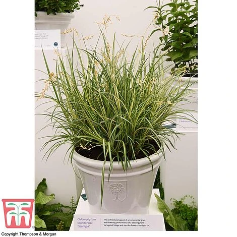 Chlorophytum Saundersiae 'Starlight' 3 Chlorophytum Saundersiae 'Starlight' - Image 3