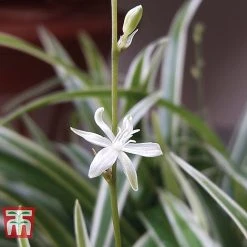 Chlorophytum Comosum 'Variegatum' -plant CHLO TKA2878 C