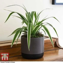 House Plant Urban Jungle Collection -plant CHLO TKA2878 F3