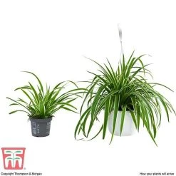 Chlorophytum Comosum 'Variegatum' -plant CHLO TKA2878 G