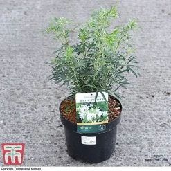 Choisya X Dewitteana 'White Dazzler' 5 Choisya X Dewitteana 'White Dazzler' -plant CHOI 62039 A