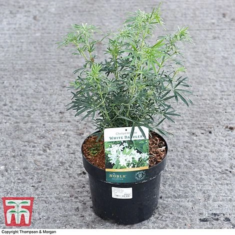 Choisya X Dewitteana 'White Dazzler' 3 Choisya X Dewitteana 'White Dazzler' - Image 3