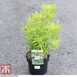 Choisya X Dewitteana 'Aztec Gold' 5 Choisya X Dewitteana 'Aztec Gold' -plant CHOI 66142 A