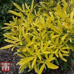 Choisya X Dewitteana 'Aztec Gold'