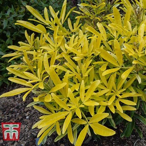 Choisya X Dewitteana 'Aztec Gold' 1 Choisya X Dewitteana 'Aztec Gold'