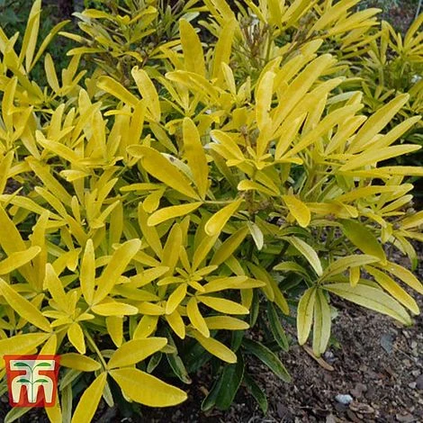 Choisya X Dewitteana 'Aztec Gold' 2 Choisya X Dewitteana 'Aztec Gold' - Image 2