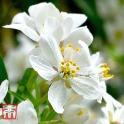 Choisya X Dewitteana 'Aztec Pearl' 8 Choisya X Dewitteana 'Aztec Pearl' -plant CHOI T66143 C