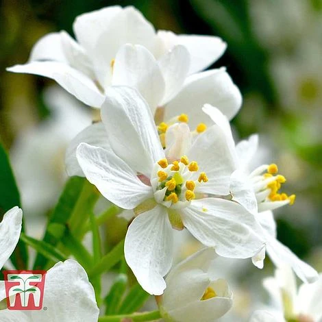 Choisya X Dewitteana 'Aztec Pearl' 3 Choisya X Dewitteana 'Aztec Pearl' - Image 3