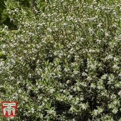 Choisya X Dewitteana 'Aztec Pearl' 9 Choisya X Dewitteana 'Aztec Pearl' -plant CHOI T66143 D