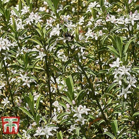 Choisya X Dewitteana 'Aztec Pearl' 2 Choisya X Dewitteana 'Aztec Pearl' - Image 2