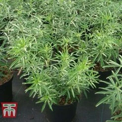 Choisya X Dewitteana 'Aztec Pearl' 10 Choisya X Dewitteana 'Aztec Pearl' -plant CHOI T66143 F