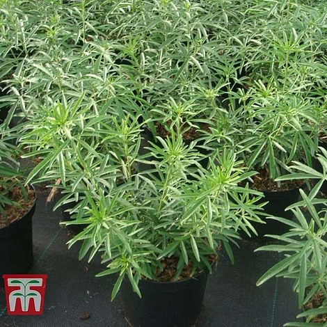 Choisya X Dewitteana 'Aztec Pearl' 5 Choisya X Dewitteana 'Aztec Pearl' - Image 5