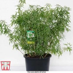 Choisya X Dewitteana 'Aztec Pearl' 11 Choisya X Dewitteana 'Aztec Pearl' -plant CHOI T66143 G