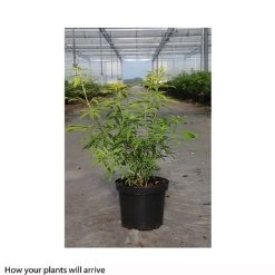 Choisya X Dewitteana 'Goldfingers' 9 Choisya X Dewitteana 'Goldfingers' -plant CHOI T66144 B h