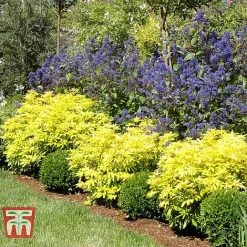 Choisya X Dewitteana 'Goldfingers' 7 Choisya X Dewitteana 'Goldfingers' -plant CHOI T66144 D