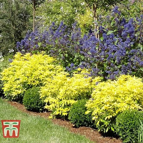 Choisya X Dewitteana 'Goldfingers' 3 Choisya X Dewitteana 'Goldfingers' - Image 3