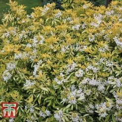 Choisya X Dewitteana 'Goldfingers'