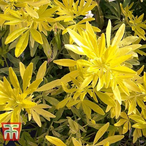 Choisya X Dewitteana 'Goldfingers' 4 Choisya X Dewitteana 'Goldfingers' - Image 4